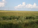 Pola, widok na Górę Kumowską