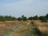 Droga do lasu w pobliżu skrzyżowania