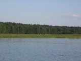 Koniki polskie