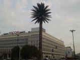 Sztuczna palma w Warszawie na rondzie Charlesa De Gaullea