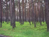 Las przy drodze do Lubiatowa