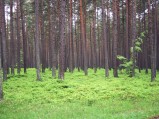 Las przy drodze do Lubiatowa