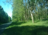 Las w okolicy Osówki