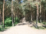 Ścieżka przez las przy plaży we Władysławowie
