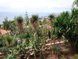 Kaktusy, ogrody, Funchal
