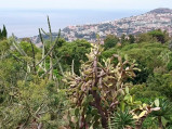 Kaktusy, ogrody botaniczne, Funchal