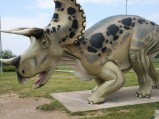 Triceratops w Gniewinie