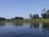 Trzciny przy kąpielisku jeziora Grabniak