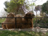 Wybieg wielbłądów, Zoo Madryt