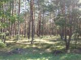 Las w Pustych Łąkach