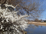 Rzeka Łupawa w Rowach
